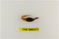 藏品(乳白南方招潮蟹)的圖片